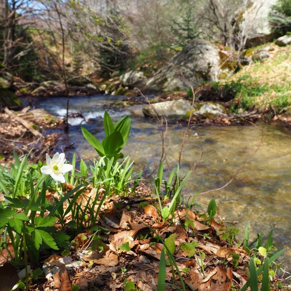 Reconnecting the Agios Germanos River