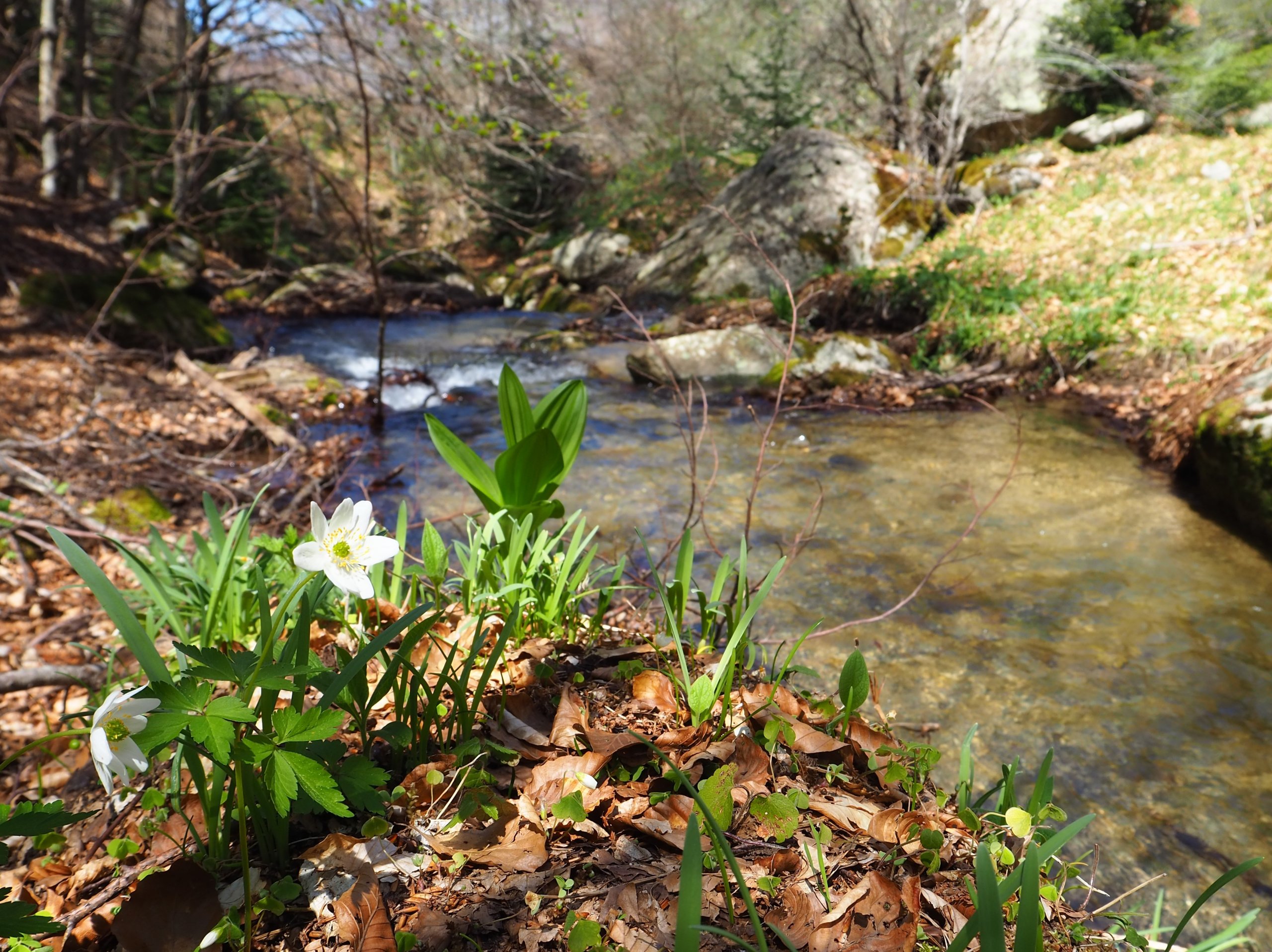 Reconnecting the Agios Germanos River
