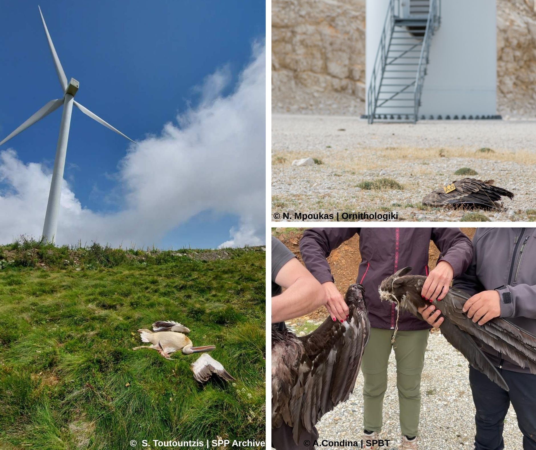 Μαυρόγυπες, όρνια, αργυροπελεκάνοι και αιολικοί σταθμοί; Όχι στους ίδιους τόπους!