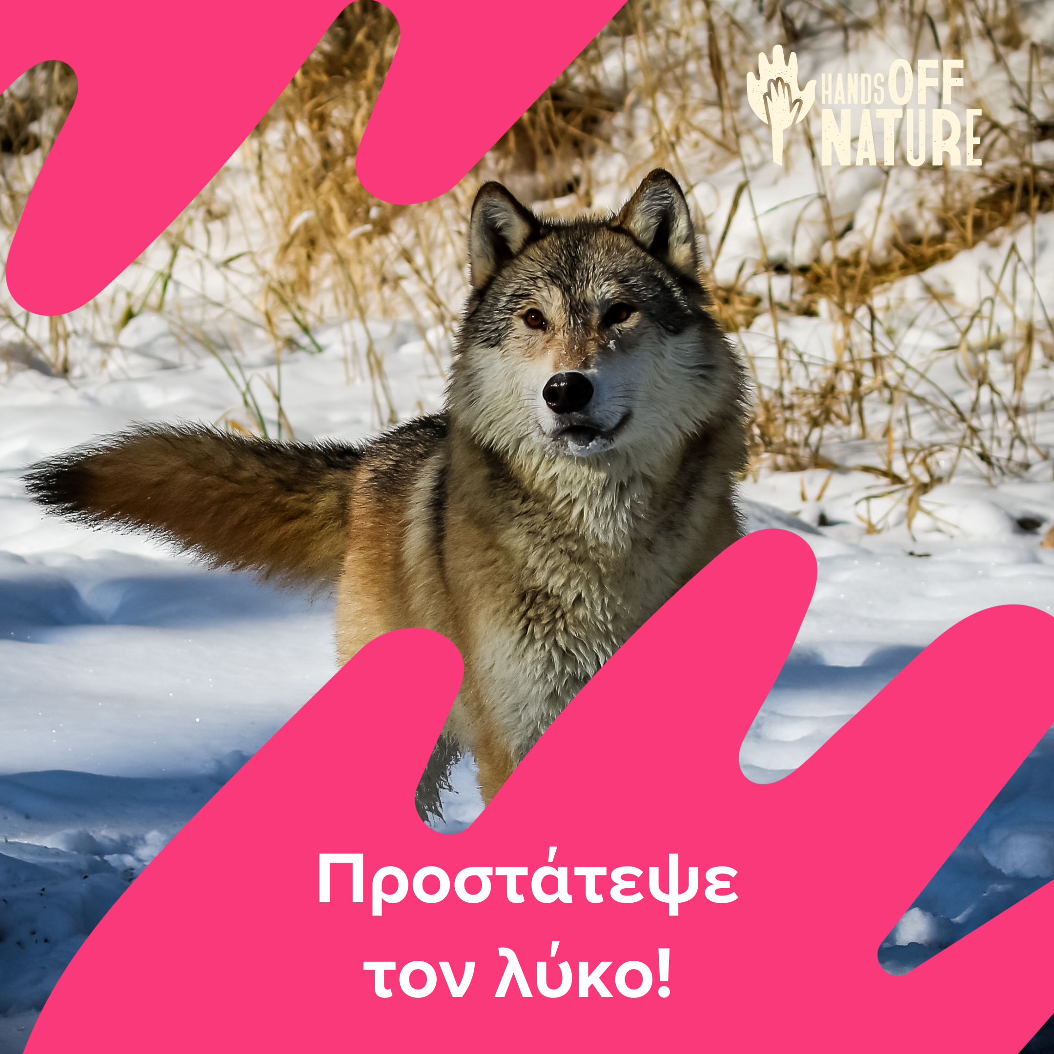 Έκκληση για το καθεστώς προστασίας του λύκου