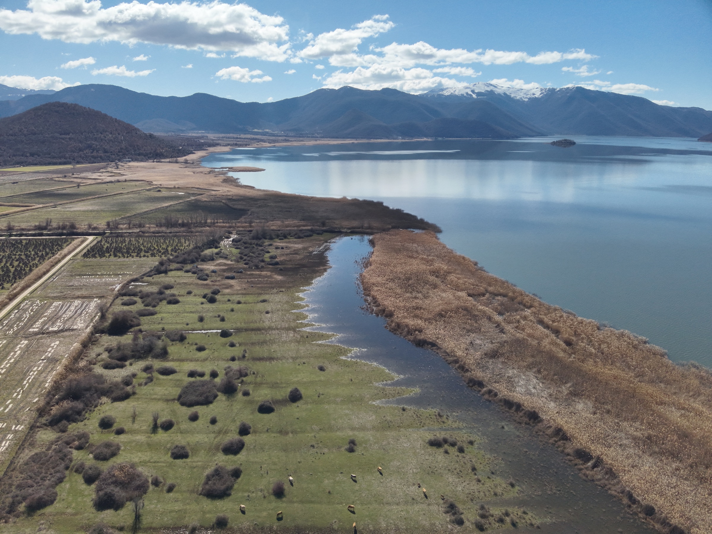 Τα υγρά λιβάδια επανεμφανίζονται το 2026: Μια τονωτική ένεση για τη Μικρή Πρέσπα