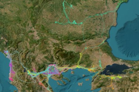 The Society for the Protection of Prespa presents the “Follow the Pelican” application